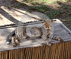Cheetah (Acinonyx jubatus) cub resting in a South African zoo : (pix Sanjiv Shukla)