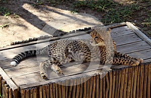 Cheetah (Acinonyx jubatus) cub resting in a South African zoo : (pix Sanjiv Shukla)