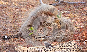 Cheetah (Acinonyx jubatus) cubs photo