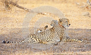 Cheetah (Acinonyx jubatus) cubs