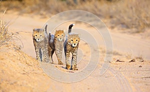 Cheetah (Acinonyx jubatus) cubs photo