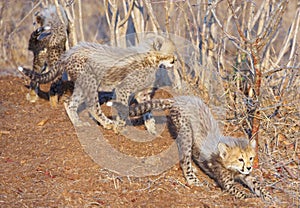 Cheetah (Acinonyx jubatus) cubs