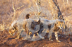 Cheetah (Acinonyx jubatus) cubs photo