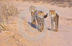 Cheetah (Acinonyx jubatus) cubs