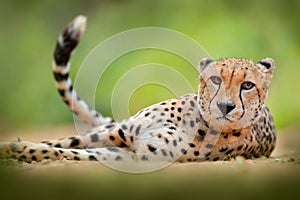 Cheetah, Acinonyx jubatus, detail portrait of wild cat. Fastest mammal on the land, Etosha NP, Namibia in Africa. Wildlife scene