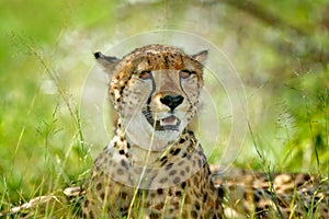 Cheetah, Acinonyx jubatus, detail portrait of wild cat. Fastest mammal on the land, Nxai Pan National Park, Botswana. Wildlife sce