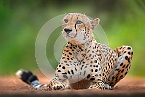 Cheetah, Acinonyx jubatus, detail portrait of wild cat. Fastest mammal on the land, Okavango, Botswana in Africa. Wildlife scene