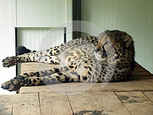 The cheetah Acinonyx jubatus, El guepardo or Gepard - Zoo Ljubljana Zivalski vrt Ljubljana, Slovenia Slovenija photo