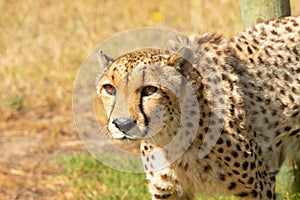 Cheetah or Acinonyx jubatus, facing camera with big brown eyes