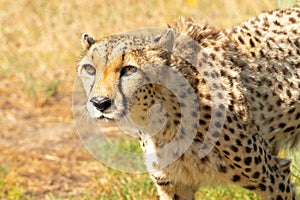 Cheetah or Acinonyx jubatus, facing camera with head alert