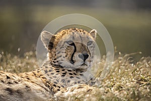 Cheetah, Acinonyx jubatus. Predator and fast