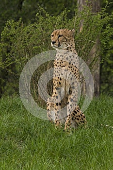 Cheetah, Acinonyx jubatus. Predator and fast