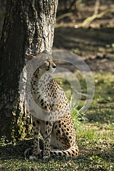 Cheetah, Acinonyx jubatus. Predator and fast