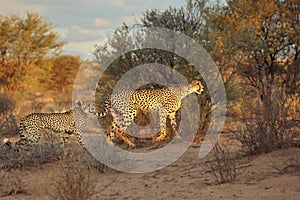 he cheetah Acinonyx jubatus feline with her cub walking across the sand in Kalahari desert.