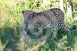 The Cheetah Acinonyx jubatus is a feline known as the fastest terrestrial animal.