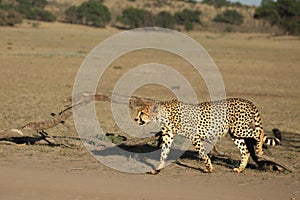 The cheetah Acinonyx jubatus feline walking across the sand way in Kalahari desert.