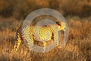 The cheetah Acinonyx jubatus feline walking across the sand way in Kalahari desert in the evening sun