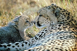 Cheetah, acinonyx jubatus, Female with Cub, Masai Mara Park in Kenya