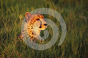 The cheetah Acinonyx jubatus female portrait lying at sunset. Portrait of a cheetah in green grass and the setting sun in orange