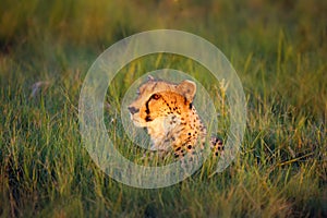 Cheetah Acinonyx jubatus female portrait lying at sunset. Portrait in the green grass