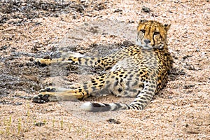 Cheetah Acinonyx jubatus juvenile animal resting