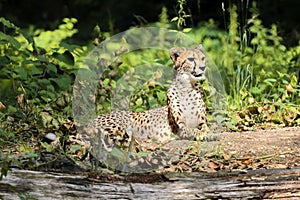 The cheetah Acinonyx jubatus is a large cat and native to Africa and central Iran.