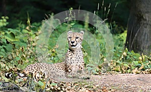 The cheetah Acinonyx jubatus is a large cat and native to Africa and central Iran.