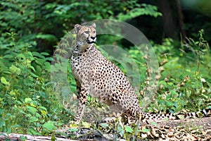 The cheetah Acinonyx jubatus is a large cat and native to Africa and central Iran. photo