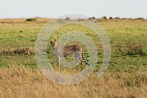 Cheetah - Acinonyx jubatus  large cat native to Africa and central Iran, fastest land animal, variety of habitats savannahs, arid