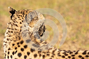 Cheetah or Acinonyx jubatus, looking away from camera