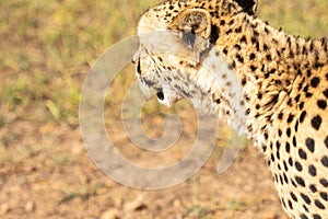 Cheetah or Acinonyx jubatus, looking away from camera with open mouth