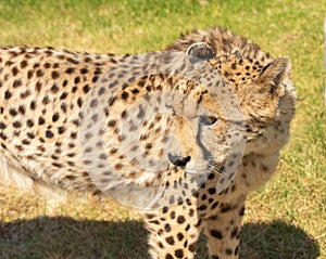 Cheetah or Acinonyx jubatus, looking to left and glossy black nose