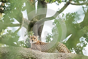 Cheetah Acinonyx jubatus lounges on a rock, beautiful cat in captivity at the zoo, elegant african predator, portrait