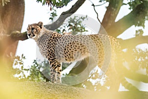 Cheetah Acinonyx jubatus lounges on a rock, beautiful cat in captivity at the zoo, portrait