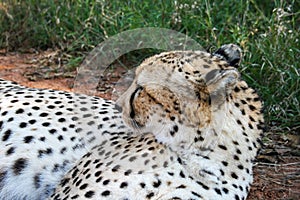 Cheetah, Acinonyx jubatus lying in the grass of the Mokolodi Nature Reserve, Gaborone, Botswana. Landscape view