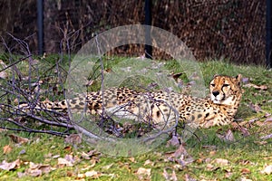 Cheetah (Acinonyx jubatus) lying on the green grass