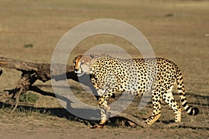 The cheetah Acinonyx jubatus male walking across the sand in Kalahari desert