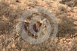 The cheetah Acinonyx jubatus male walking across the sand in Kalahari desert in the evening sun