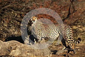 The cheetah Acinonyx jubatus male walking across the sand way in Kalahari desert.
