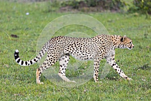 A cheetah (Acinonyx jubatus) on the Masai Mara National Reserve