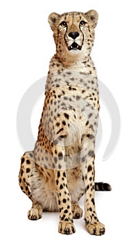 Cheetah, Acinonyx jubatus, 18 months old photo