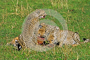 CHEETAH acinonyx jubatus, MOTHER WITH CUB EATING A THOMSON`S GAZELLE, KENYA