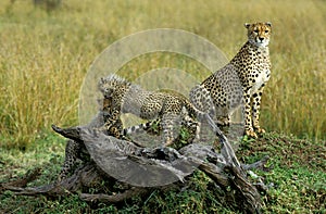 Cheetah, acinonyx jubatus, Mother and Cub, Masai Mara Park in Kenya