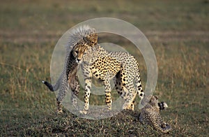 Cheetah, acinonyx jubatus, Mother and Cub playing, Masai Mara Park in Kenya