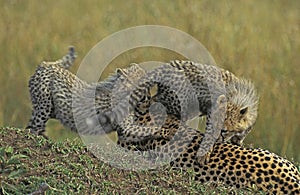 Cheetah, acinonyx jubatus, Mother and Cub playing, Masai Mara Park in Kenya