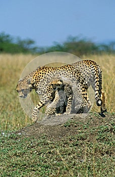 CHEETAH acinonyx jubatus, MOTHER WITH CUB STANDING ON TERMIT HILL, MASAI MARA PARK, KENYA