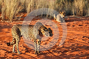 cheetah (acinonyx jubatus) - Namibia, Africa