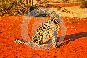 cheetah (acinonyx jubatus) - Namibia, Africa