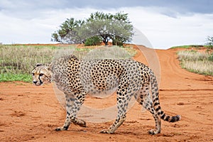 Cheetah, Acinonyx jubatus, in natural habitat, Kalahari Desert, Namibia