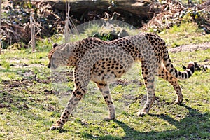 Cheetah